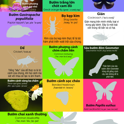 Dán Hình Nhận Biết Động Vật - Chim Và Côn Trùng (Song Ngữ Việt-Anh) _DTI