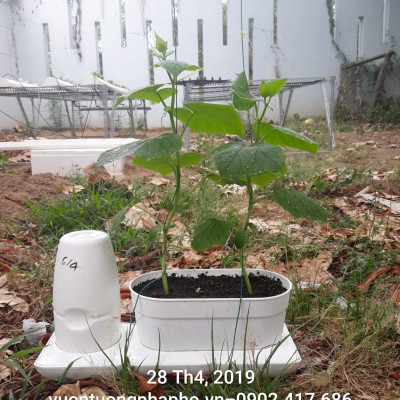 Chậu Trồng Rau Sạch Tự Dưỡng và Tự động tưới Basic UNO nhập khẩu Bồ Đào Nha dùng trồng rau và cây để bàn trong nhà hàng, khách sạn hay hộ gia đình