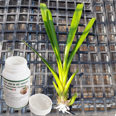 Nhập Khẩu Bột Kích Ra Rễ Israel cho cây thân Thảo, thân Mềm Hormoril T3 (with Fungicide)  có thành phần ngăn ngừa nấm bệnh cho rễ con 