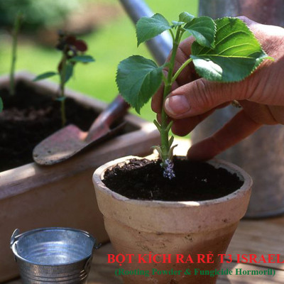 Nhập Khẩu Bột Kích Ra Rễ Israel cho cây thân Thảo, thân Mềm Hormoril T3 (with Fungicide)  có thành phần ngăn ngừa nấm bệnh cho rễ con 