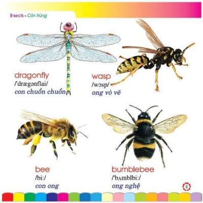 Sách - Em Học Tiếng Anh Qua Hình Ảnh - Côn Trùng - Hồng Ân
