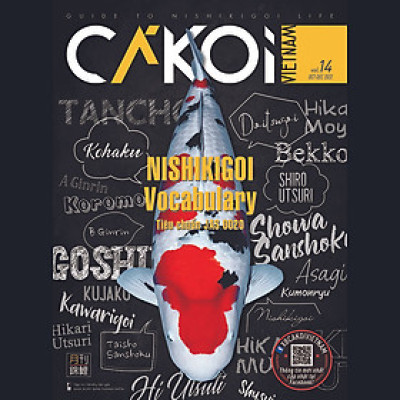 Cá Koi Vietnam - Tập 14