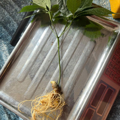 Cây sâm ngọc linh chuẩn hàng núi