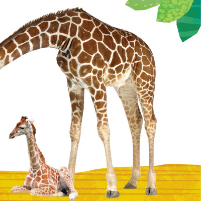 Sách To Ôm Sách Nhỏ - Động Vật Ở Trong Rừng (Dành Cho Trẻ Từ 0-6 Tuổi)