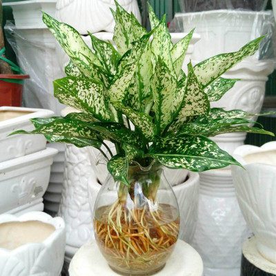 Phân Bón Thông Minh Rynan Flowermate 230 (Hũ 1.36Kg) - Dùng Cho Các Loại Hoa Kiểng Lá (Bonsai, Kim Ngân, Trầu Bà, Sen Súng, Cây Thủy Sinh...)