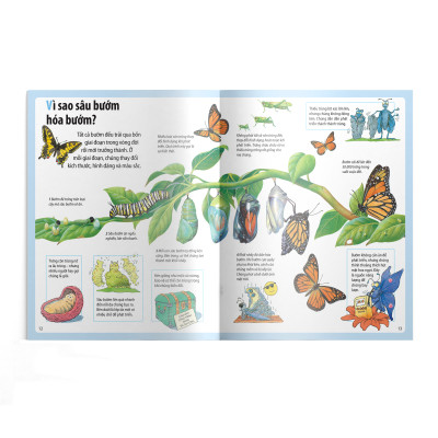  Em muốn biết vì sao (Bộ mới) - nhện giăng tơ và những câu hỏi khác về các loài côn trùng
