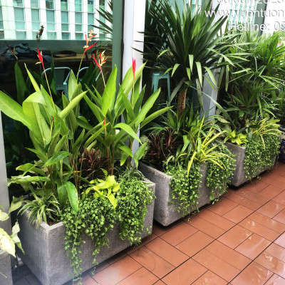 Chậu Đá Mài Cây Xanh Ban Công (Combo trọn gói) size lớn gồm Chậu, cây xanh, đất trồng và phân bón với thời gian bảo hành 2 tháng