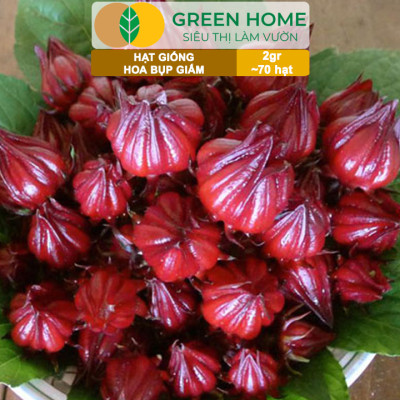 Hạt Giống Atiso Đỏ (Bụp Giấm) Greenhome, Gói 2gr~70 hạt, Dễ Trồng, Thu Hoạch Nhanh, Năng Suất Cao T20