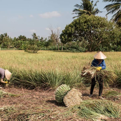 Tinh dầu Sả Chanh Mộc Mây - Xuất khẩu Châu Âu, nguyên chất 100% từ thiên nhiên, xông phòng, khử mùi, thơm phòng, đuổi muỗi, thư giản