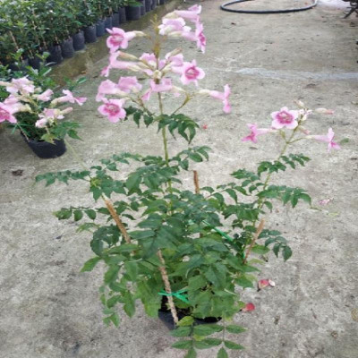 Cây hồng thiên hương (cây leo) - cây cảnh đẹp + tặng phân bón cho cây