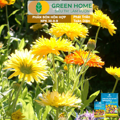Phân NPK 30-9-9 +TE Greenhome, Minro, Bao 200gr, Phát Triển Nhanh Thân, Cành, Lá, Bộ Rễ Trên Kiểng, Cây Ăn Trái, Củ, Quả
