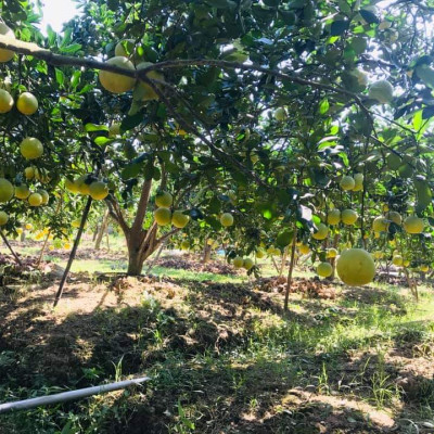 Tinh dầu Bưởi Chùm (bưởi Hồng, bưởi Úc) 100ml Mộc Mây - tinh dầu thiên nhiên nguyên chất 100% - chất lượng và mùi hương vượt trội