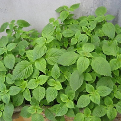 Hạt giống rau kinh giới giống kháng bệnh nảy mầm tốt VTP33