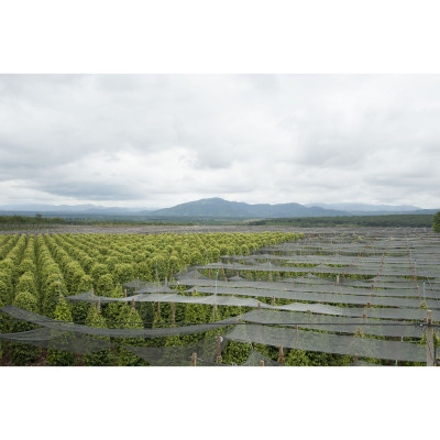 Tiêu Đen Hạt Farmers