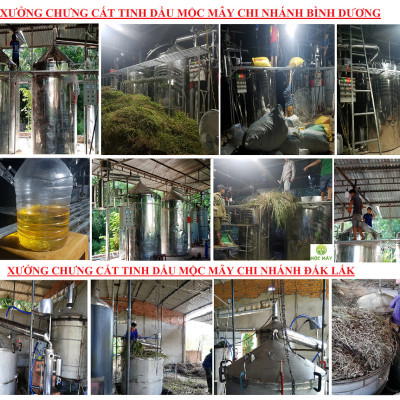 Tinh dầu Sả Chanh Organic Mộc Mây - tinh dầu nguyên chất từ thiên nhiên - chất lượng và mùi hương vượt trội