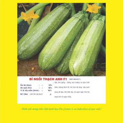 Hạt giống Bí ngòi Thạch anh  F1 giống ngắn ngày năng suất cao VTP08