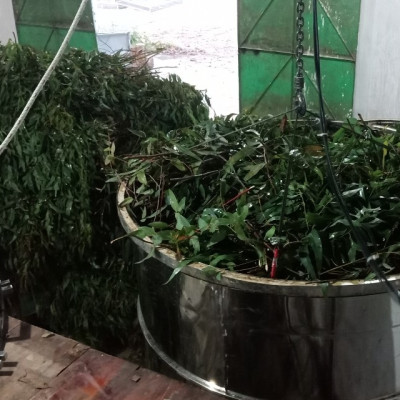 Tinh dầu Khuynh Diệp (bạch đàn) 50ml nguyên chất từ thiên nhiên - Mộc Mây