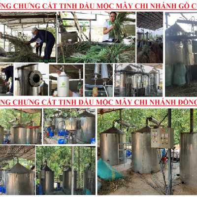 Tinh dầu Bạch Đàn Chanh 10ml Mộc Mây - tinh dầu thiên nhiên nguyên chất 100% - chất lượng và mùi hương vượt trội - Có kiểm định