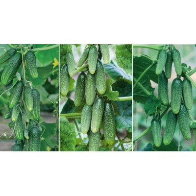 Hạt giống dưa chuột baby 10 hạt (dưa chuột chùm)