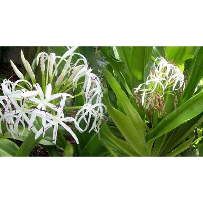 Củ giống cây đại tướng quân (cây NÁNG TRẮNG)