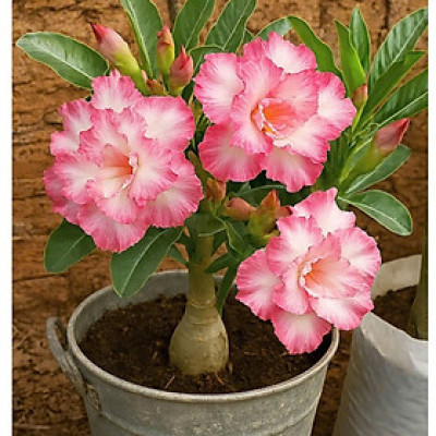 Hạt giống hoa sứ Thái Lan màu vàng trắng viền hồng cánh sen - Bịch 10 hạt - Mã số 1557