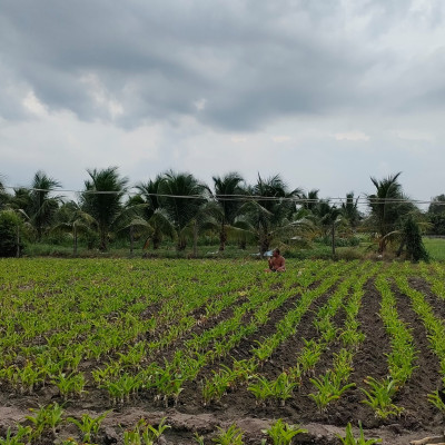 Cây trinh nữ hoàng cung túi lọc ( Hộp 30 gói 5g) - Trà tiện lợi cho mọi người