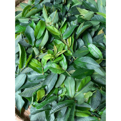 trà giảm cân lá ổi túi lọc mix gạo lứt, đậu đen thon gọn vóc dáng, mỡ bụng, bắp tay, bắp chân...