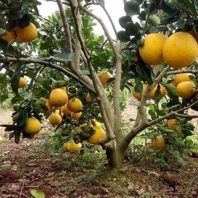 Tinh dầu Bưởi Chùm (bưởi Hồng, bưởi Úc) 10ml Mộc Mây - tinh dầu thiên nhiên nguyên chất 100% - chất lượng và mùi hương vượt trội