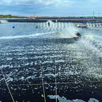 Tăng cường chức năng gan cho tôm MAX LIVER