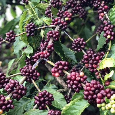 Cà Phê Nguyên Chất Baka - Robusta (Hộp 500g)