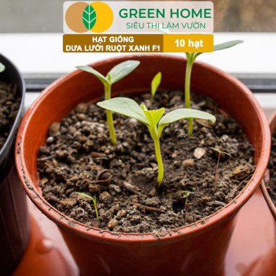 Hạt Giống Dưa Lưới Ruột Xanh Lai F1 Greenhome, Gói 10 Hạt, Dễ Trồng Quanh Năm, Nảy Mầm Cao, T28