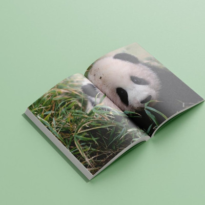 Sách - Nhật Ký Hạnh Phúc Của Công Chúa Fubao - AZ Việt Nam