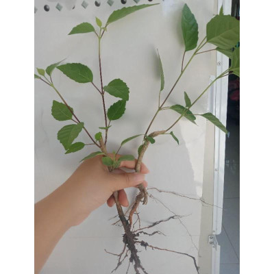 cây giống vọng cách (cây lá cách)