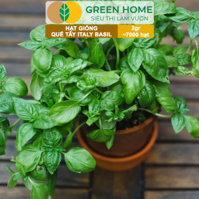 Hạt Giống Quế Tây Italy Basil GreenHome, Gói 2g~7000 hạt, Dễ Trồng Quanh Năm, Tỉ Lệ Nảy Mầm Cao G21