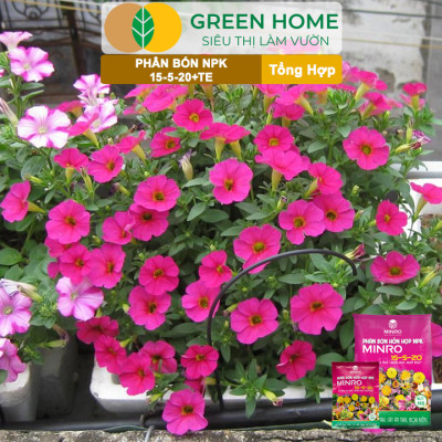 Phân NPK 15-5-20 Greenhome, Minro, Bao 200gr, Kích Ra Hoa, Tăng Đậu Trái Trên Kiểng, Cây Ăn Trái, Củ, Quả